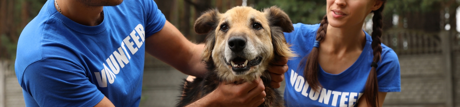 Volunteers at animal schelter